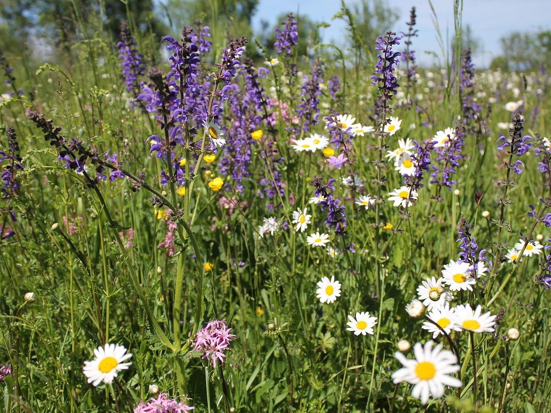 Wiese mit violetten und weißen Wildblumen, hauptsächlich Schafgarbe und Salbei, vor blauem Himmel.