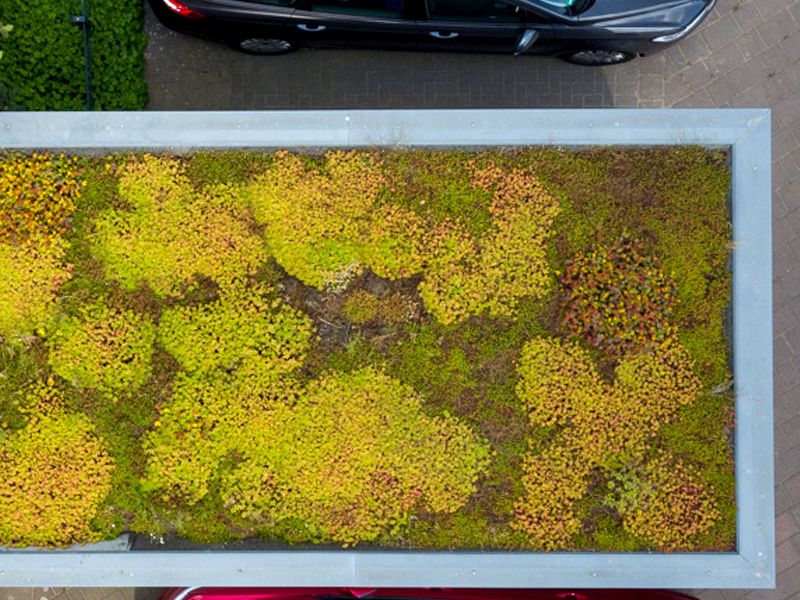 Dachgarten mit Sedum-Bepflanzung, umgeben von einem grauen Rand. Darunter und darüber parken Autos.