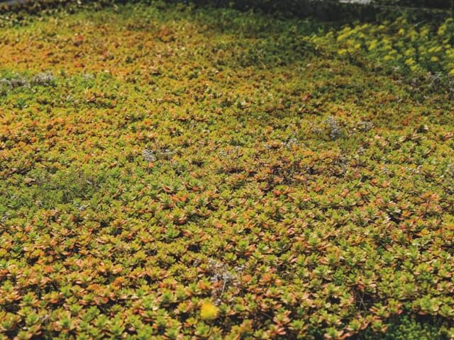 Dichter Bewuchs aus niedrigem, buntem Pflanzenmaterial in Braun-, Grün- und Gelbtönen. Im Hintergrund verschwommene Vegetation.