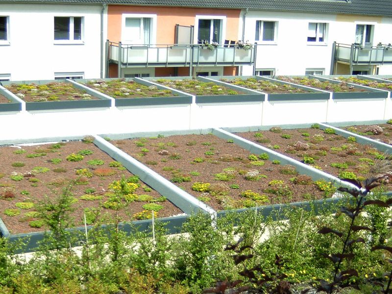 Gebäude mit flachen Dächern, die als begrünte Flächen angelegt sind. Im Vordergrund Büsche und Pflanzen.
